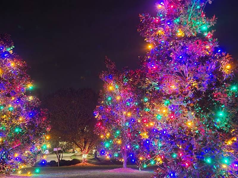 Two tall evergreen trees wrapped in multicolor lights